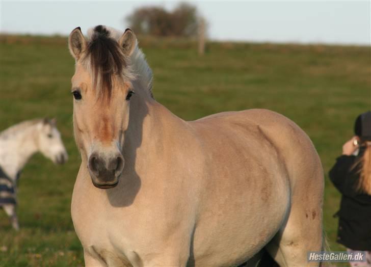 Fjordhest Laban *Min Bamse* <3 - Er han ikk´ bare smuk(: billede 11