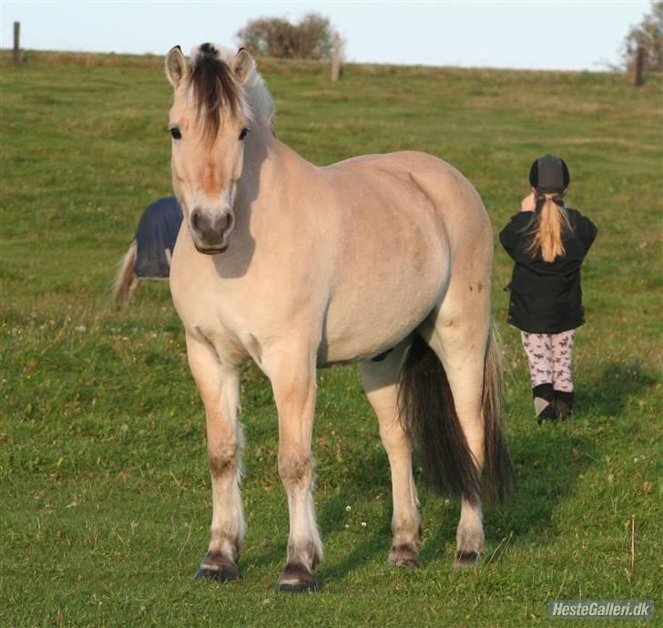 Fjordhest Laban *Min Bamse* <3 billede 12
