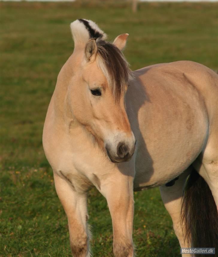 Fjordhest Laban *Min Bamse* <3 billede 13