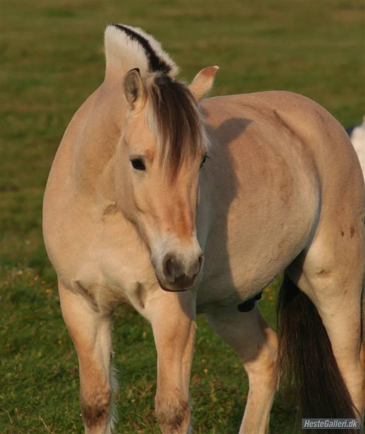 Fjordhest Laban *Min Bamse* <3 billede 14