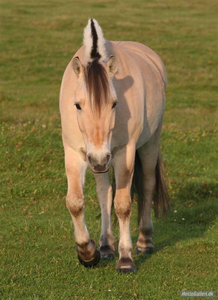 Fjordhest Laban *Min Bamse* <3 billede 15