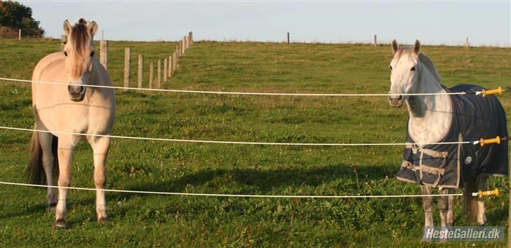 Fjordhest Laban *Min Bamse* <3 - laban og hans lille veninde Rositta<3 billede 16