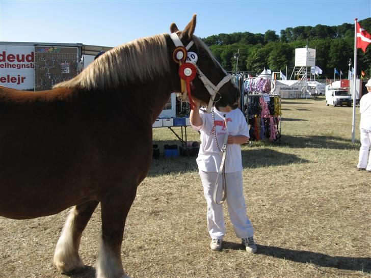Jyde Silvia - her er vi på gl.estrup hvor vi fik 24 poin, ærespræmie og kom på fløj, ikke dorligt når det jo var første gang jeg gjorde det selv til et dyreskue : foto beste billede 19