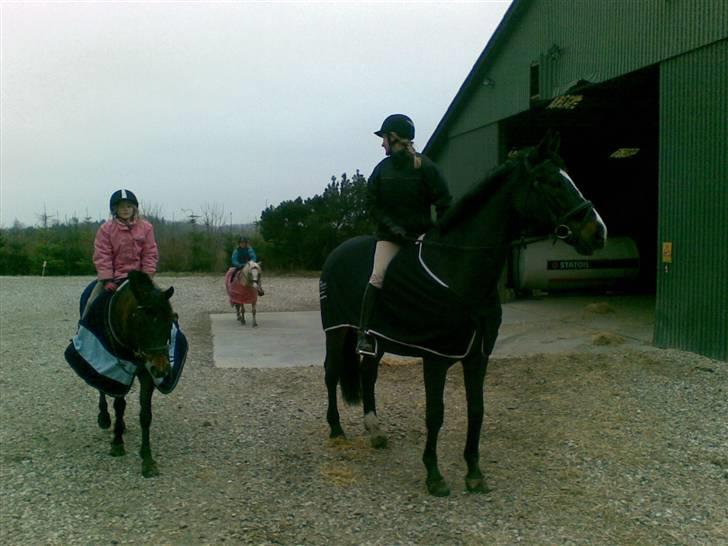 Dansk Varmblod R.I.P Theodor billede 8