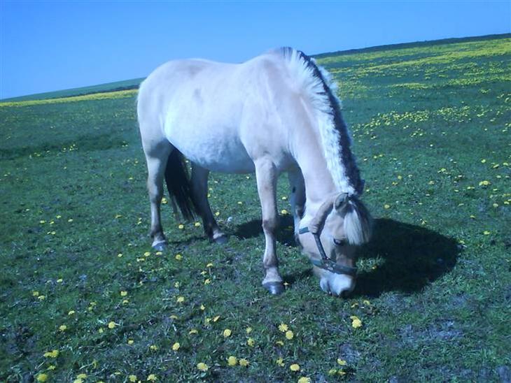 {{currentPhoto.altText}} billede {{currentPhoto.number}}