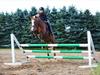 New Forest Damly's Pinocchio [Tidl. hest]