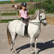 Welsh Mountain (sec A) Little Miss Sophie Dot"