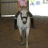 Welsh Mountain (sec A) Little Miss Sophie Dot"