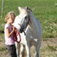 Welsh Mountain (sec A) Little Miss Sophie Dot"