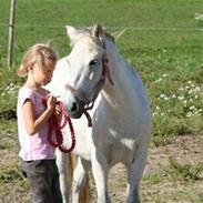 Welsh Mountain (sec A) Little Miss Sophie Dot"