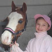 Anden særlig race Dandy SOLGT