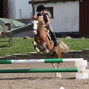 Anden særlig race Dandy SOLGT