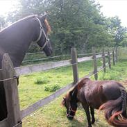 Miniature *Lille Ronja*