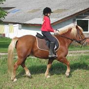 Haflinger •Balou (Solgt)•