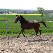 Anden særlig race Kyesgårds Brazilliana