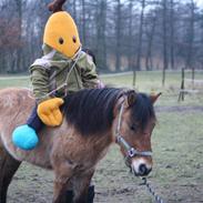 Anden særlig race Thorshøjs Felix