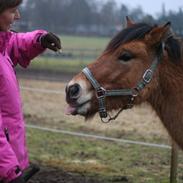 Anden særlig race Thorshøjs Felix