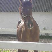 Hackney Nemus Diamond