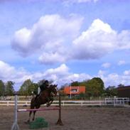 Dansk Varmblod Alex ask