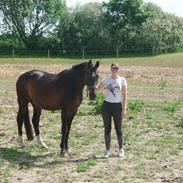 Hannoveraner Cabale (Afdød)