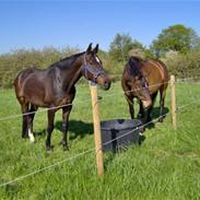 Hannoveraner Cabale (Afdød)