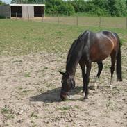 Hannoveraner Cabale (Afdød)