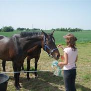 Hannoveraner Cabale (Afdød)