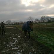 Dansk Varmblod Damira Kild "solgt"