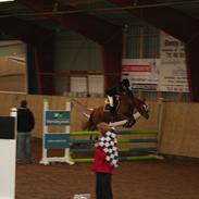 New Forest Baronessen Denver [solgt]