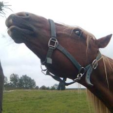 Frederiksborg Lucky Lykkebo 