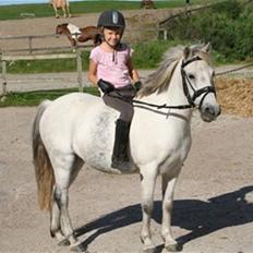 Welsh Mountain (sec A) Little Miss Sophie Dot"