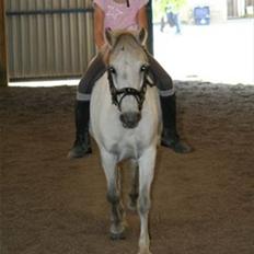 Welsh Mountain (sec A) Little Miss Sophie Dot"