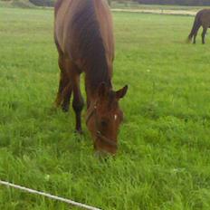 Trakehner Inventus (solgt)