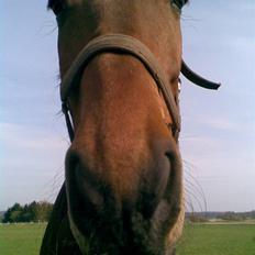 Trakehner Inventus (solgt)