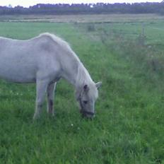 Anden særlig race Daisy R.I.P