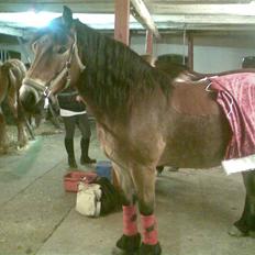 Nordsvensk Skovhest Baunehøj´s Regina