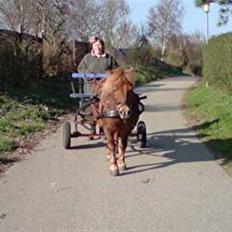 Anden særlig race |Beauty