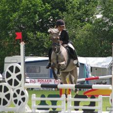 Welsh Pony (sec B) Låddenhøjs Medina** SOLGT**