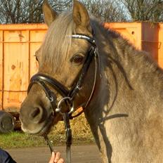 Welsh Pony (sec B) Låddenhøjs Medina** SOLGT**