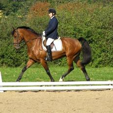 Dansk Varmblod Keevind (solgt) 