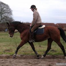 Dansk Varmblod Korupgaard Clarisse 