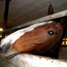 Dansk Varmblod Korupgaard Clarisse 