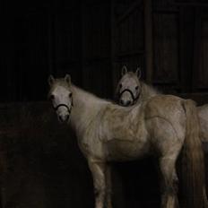 Connemara Nørlunds Castor