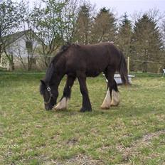 Tinker Joey Mac Nessa