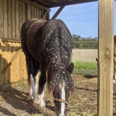 Tinker Joey Mac Nessa