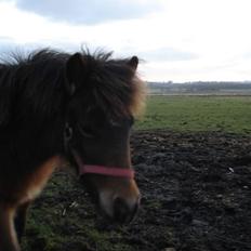 Anden særlig race Mulen
