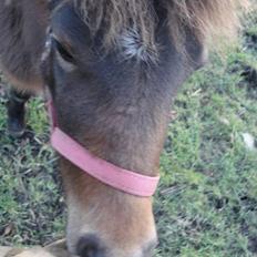 Anden særlig race Mulen