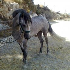 Pura Raza Española Bella Finata