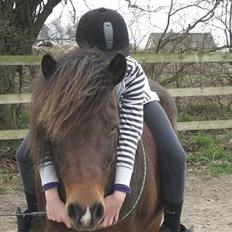 Islænder blanding Sigurd ¤Fortid¤