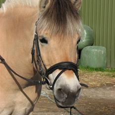 Fjordhest aika romeo(part)...